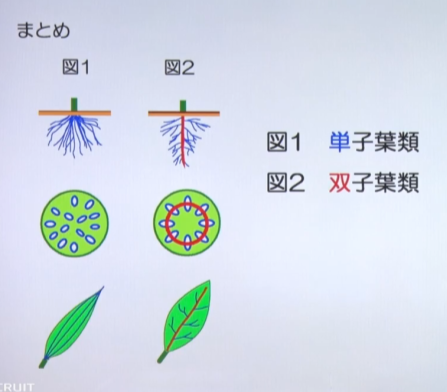 スタディサプリ | 小学生・理科の評判